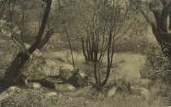 Group of Northern Black-Tail Deer, Golden Gate Park Postcard