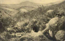 Coyote Group, Golden Gate Park Postcard