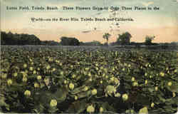 Lotus Field, Toledo Beach Ohio Postcard Postcard