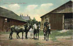 Mules for the Coal Mines Postcard