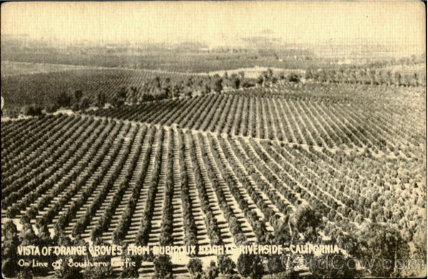 Vista Of Orange Grove Rubidoux California