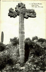 Giant Cactus Arizona Cactus & Desert Plants Postcard Postcard