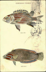 Hawaiian Fishes Postcard