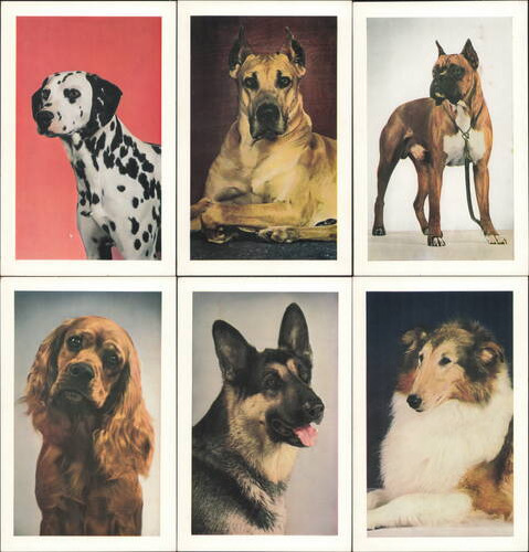 Set of 6 Esquire Dogs by Waxman Set #5 Esky-Card