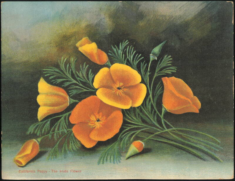 California Poppy The State Flower Botanical Illustration San Francisco