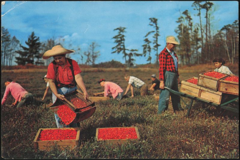 Harvesting Cranberries on Cape Cod, Massachusetts