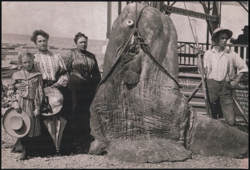 Giant Sunfish Catch, Geo Farnsworth and Boatman
