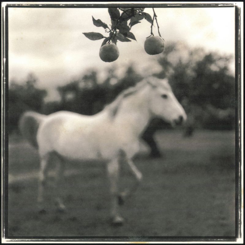 Keith Carter Heaven of Animals Orange Tree Horse New York