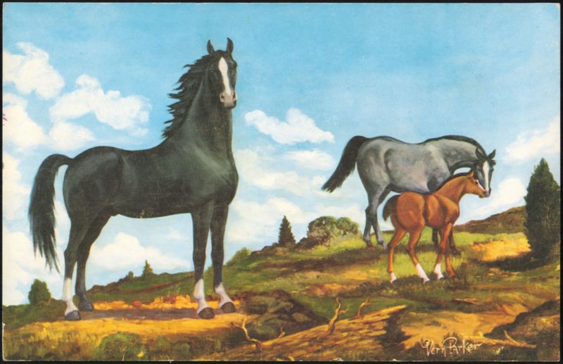 Black Stallion Oil Painting by Artist Vern Parker Horses