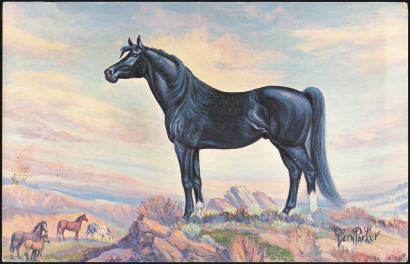 Black Velvet Arabian Stallion Oil Painting by Vern Parker
