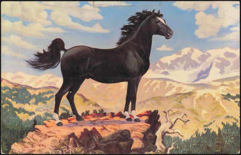Black Stallion, High in the Rockies by Vern Parker
