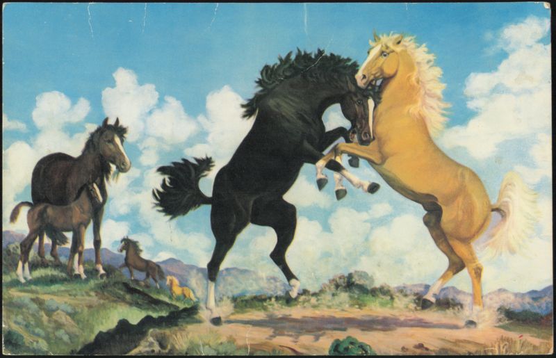 Battle of the Stallions Oil Painting by Vern Parker