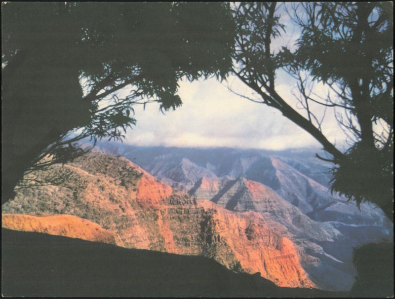 Waimea Canyon, West Kauai, Hawaii, Aged Koa Tree Framing