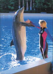 Mirage Las Vegas Dolphin Trainer Interaction Large Format Postcard