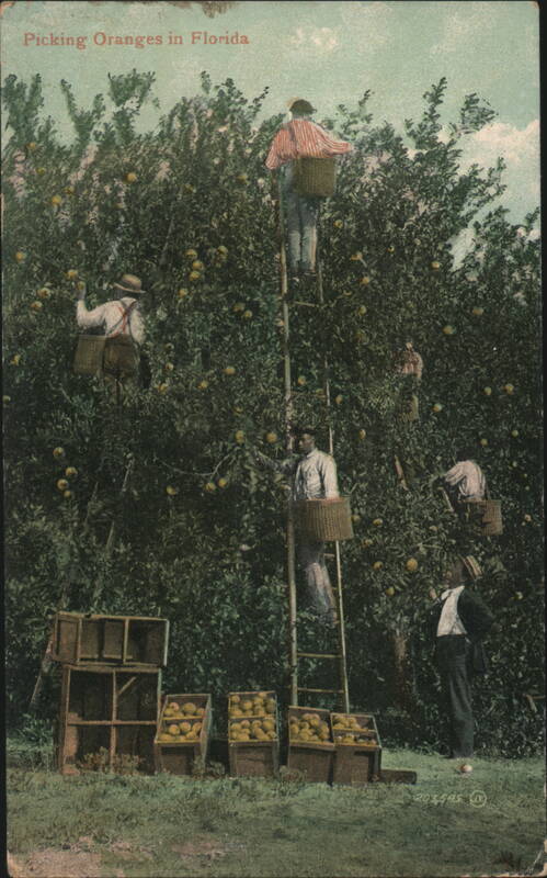 Picking Oranges in Florida, African American Laborers