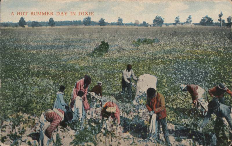 A Hot Summer Day in Dixie Cotton Picking Field Scene