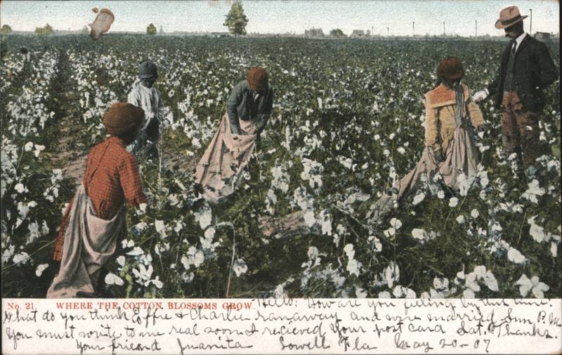 Where the Cotton Blossoms Grow, Workers in Cotton Field
