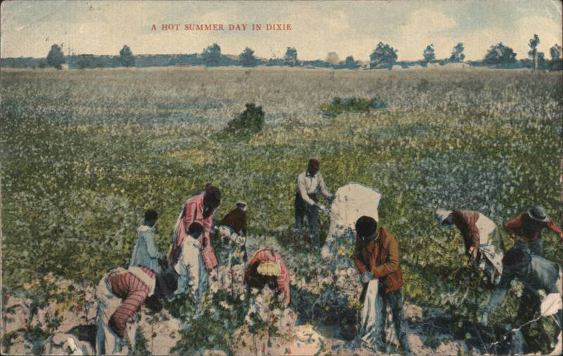 A Hot Summer Day in Dixie, African Americans Picking Cotton