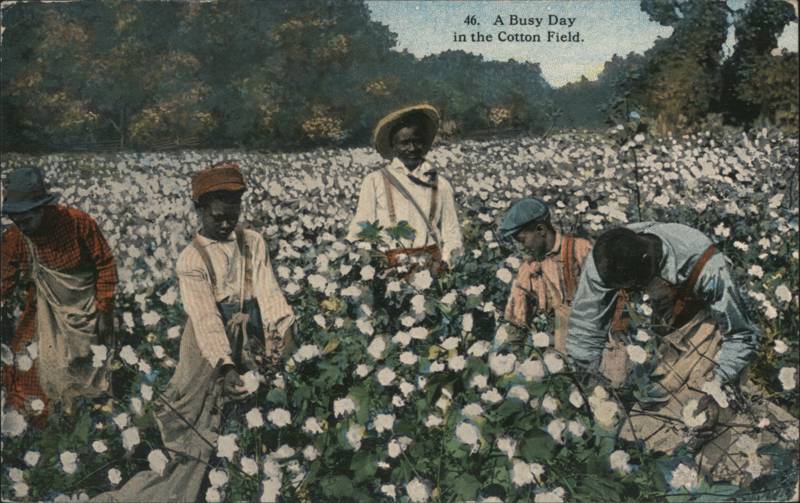 A Busy Day in the Cotton Field, African Americans Picking