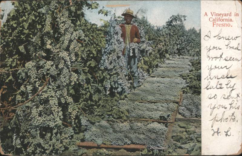 A Vineyard in California, Fresno, Worker Harvesting Grapes