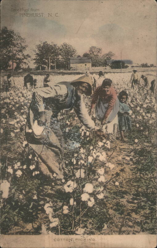 Cotton Picking, Pinehurst, North Carolina Field Scene