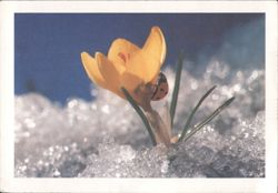 Yellow Crocus in Snow with Ladybug, Breck's Holland Postcard