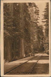 Santa Cruz Big Tree Grove, Railroad Tracks Postcard