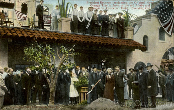 President Roosevelt Replanting The Original Navel Orange Tree Riverside California