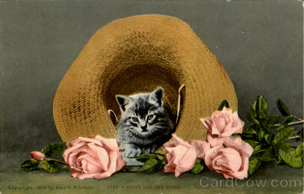 Kitty And The Roses Flowers