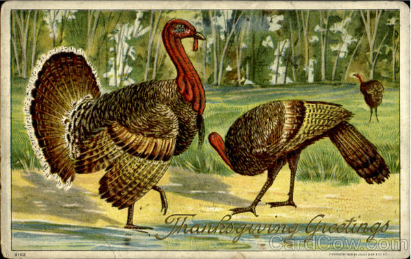 Thanksgiving Greetings Turkeys