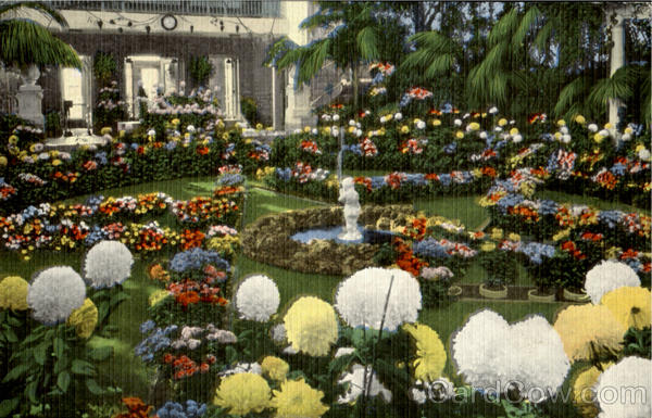 Chrysanthemum Display St. Louis Missouri