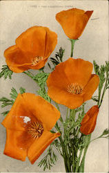 The California Poppy Postcard