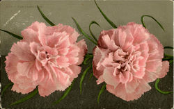 Pink Carnatians Flowers Postcard Postcard