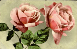 Rainbow Pink Roses Flowers Postcard Postcard