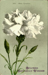 White Carnation Postcard