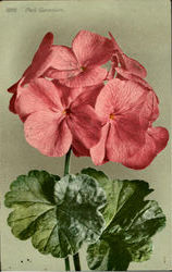 Pink Geranium Postcard