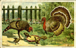 Thanksgiving Greetings Postcard