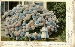 California Hydrangeas Postcard