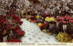 Podesta & Baldocchi Florist Postcard