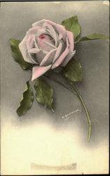 Pink Rose Postcard