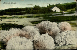 Bermuda Coral Flowers Postcard Postcard
