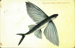 Flying Fish Avalon Santa Catalina Island, CA Postcard Postcard