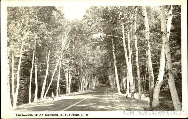 Avenue Of Birches Shelburne New Hampshire
