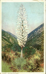 Spanish Bayonet Cactus & Desert Plants Postcard Postcard