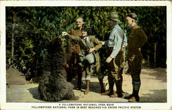 A Yellowstone National Park Bear, Yellowstone National Park Postcard