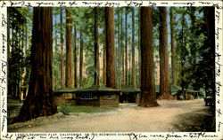 Lane's Redwood Flat Mendocino, CA Postcard Postcard