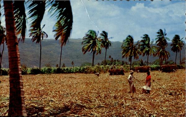 Harvesting Sugar Cane Jamaica