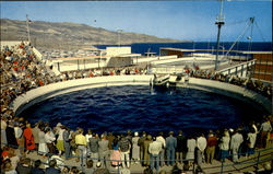 Porpoise Games Time Marineland of the Pacific Postcard
