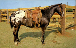 Grand Champion Appaloosa Gelding Postcard
