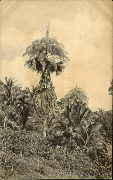 Tallpot Palms In Ful Flower Sri Lanka Southeast Asia